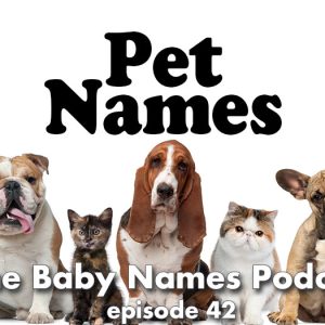 Line of dogs and cats, a hippo and a horse - PET NAMES