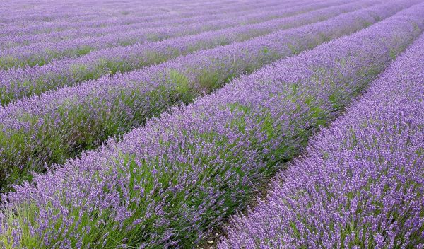 A field of lavender.