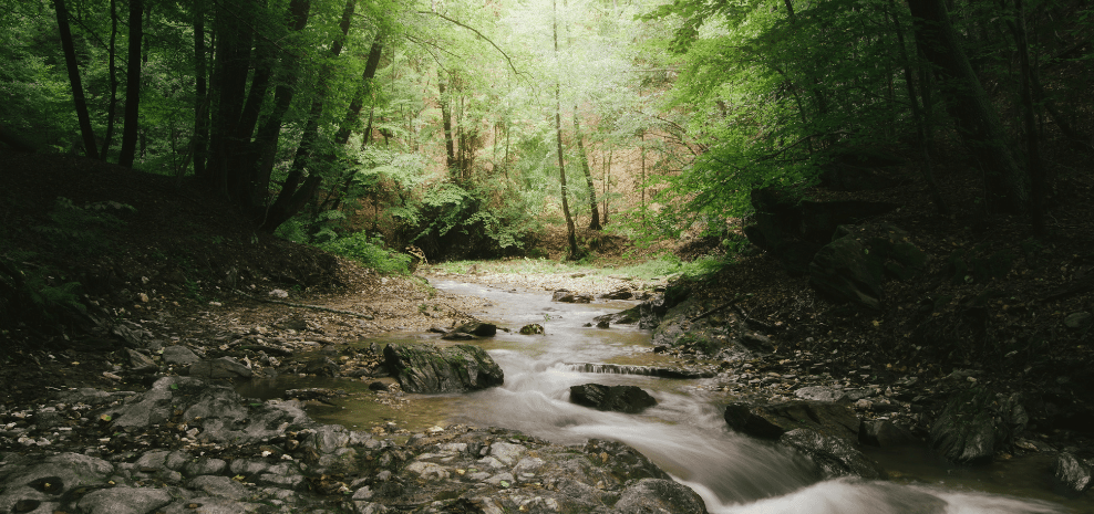 Stream through a forest